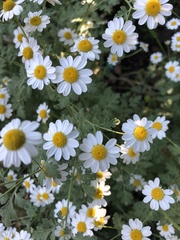 Tanacetum niveum
