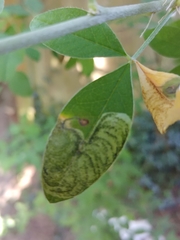 Leucoptera laburnella