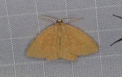 Thalera pistasciaria
