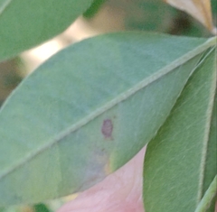Leucoptera laburnella
