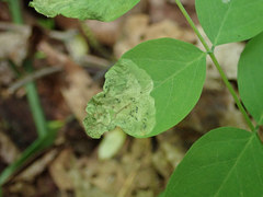 Agromyza soka
