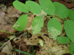 Agromyza soka