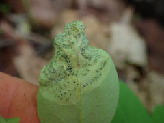 Agromyza soka