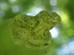 Agromyza soka