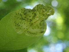 Agromyza soka