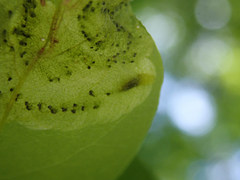 Agromyza soka