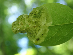 Agromyza soka