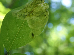 Agromyza soka