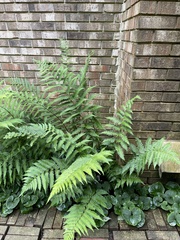 Dryopteris × australis