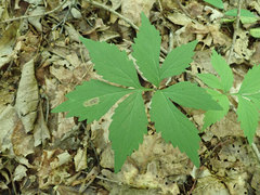 Phytomyza hydrophyllivora