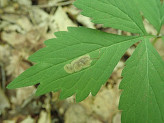 Phytomyza hydrophyllivora
