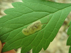 Phytomyza hydrophyllivora