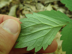 Phytomyza hydrophyllivora