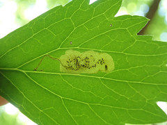 Phytomyza hydrophyllivora