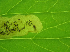 Phytomyza hydrophyllivora