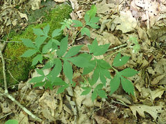 Phytomyza hydrophyllivora