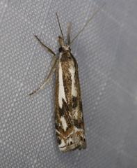 Crambus alienellus