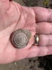 Helminthoglypta arrosa