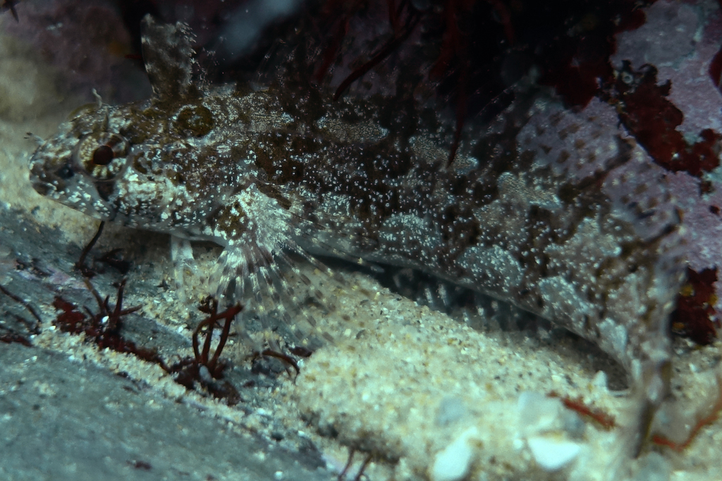 Brachynectes