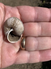 Helminthoglypta arrosa