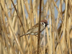 Passer montanus