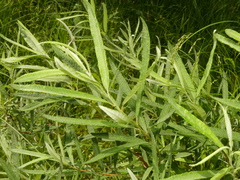 Salix candida