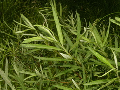 Salix candida