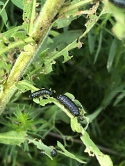 Trirhabda canadensis