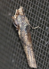 Ortholomia moluccana