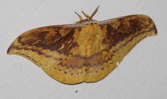 Syntherata