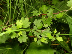 Ribes hirtellum