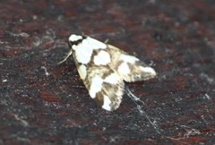 Thallarcha staurocola