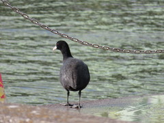 Fulica atra