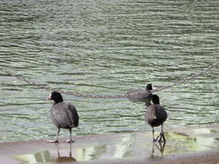 Fulica atra