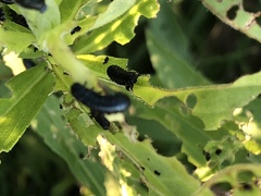Trirhabda canadensis