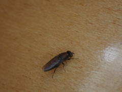 Scenopinus fenestralis