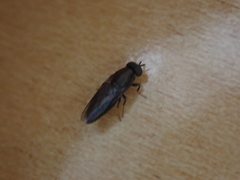 Scenopinus fenestralis