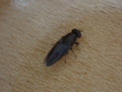 Scenopinus fenestralis