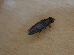 Scenopinus fenestralis