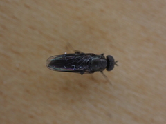 Scenopinus fenestralis