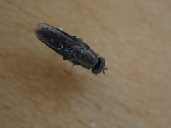 Scenopinus fenestralis