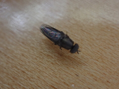 Scenopinus fenestralis