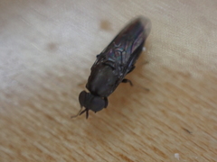 Scenopinus fenestralis