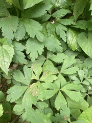 Anemonoides quinquefolia