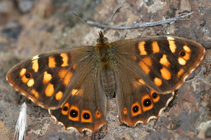 Canary Speckled Wood