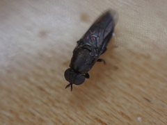 Scenopinus fenestralis