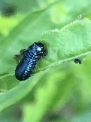 Trirhabda canadensis