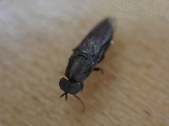 Scenopinus fenestralis