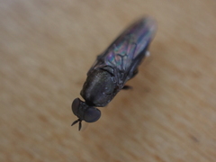 Scenopinus fenestralis