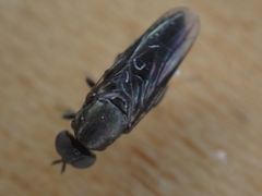 Scenopinus fenestralis